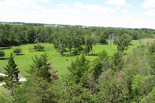 A lush green landscape with scattered trees and a clear blue sky, showcasing a peaceful natural setting.