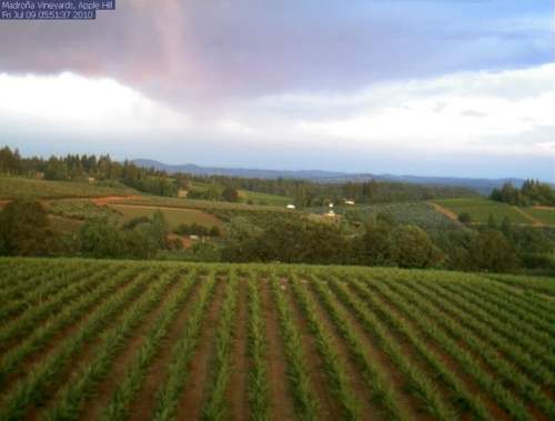 A scenic view of lush vineyards under a cloudy sky, with rolling hills in the background.