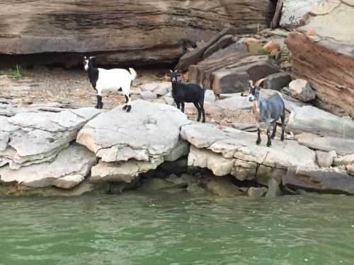 Three goats standing on rocky shore near water, with a mix of colors: black, white, and gray.