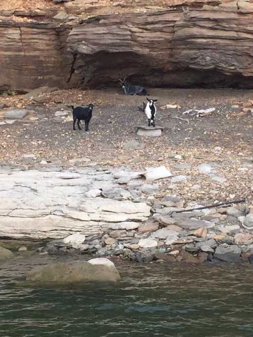 Two goats stand on a rocky shore near a body of water, with a rocky cliff in the background.