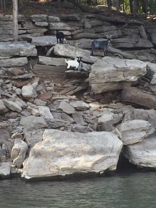 Three goats standing on rocky terrain near a body of water, surrounded by trees and natural scenery.