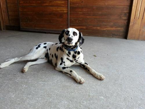 A spotted dog lying on a concrete surface, looking curiously at the camera.