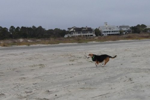 A dog runs on a sandy beach with houses in the background under a cloudy sky.