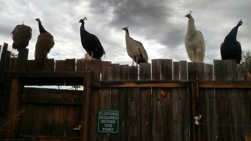 A row of peacocks perched on a wooden fence under a cloudy sky, with a sign reading "Clothing required beyond this point."