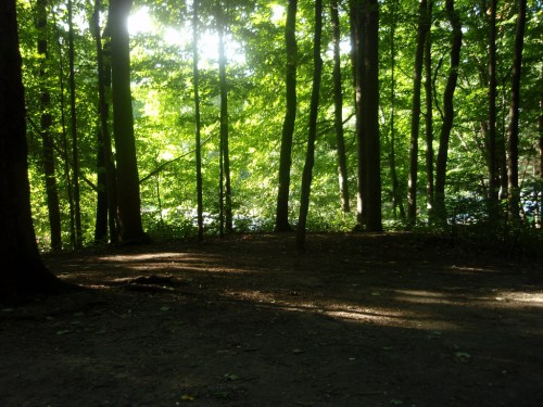 A serene forest scene with tall trees and dappled sunlight filtering through lush green leaves.