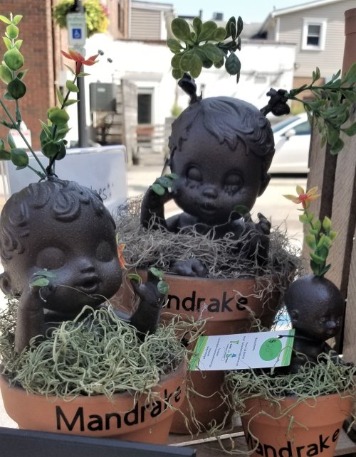 Three whimsical black planters shaped like children, adorned with greenery and moss, labeled "Mandrake."