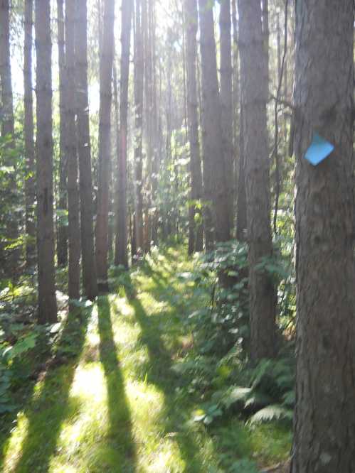 Sunlight filters through tall trees in a lush forest, casting shadows on a grassy path.