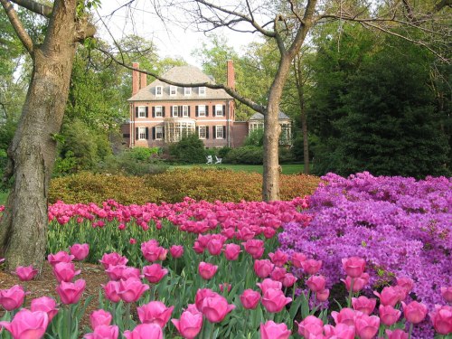 A beautiful house surrounded by vibrant pink tulips and purple flowers, set in a lush green garden.