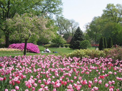 A vibrant garden filled with pink tulips, lush greenery, and blooming trees under a clear blue sky.