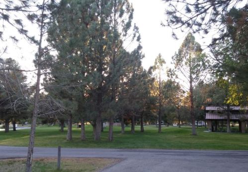 A serene park scene with tall pine trees and a grassy area, illuminated by soft evening light.
