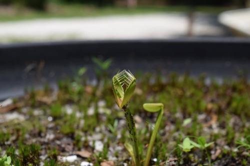 A close-up of a young plant sprouting from soil, with delicate leaves unfurling in a garden setting.