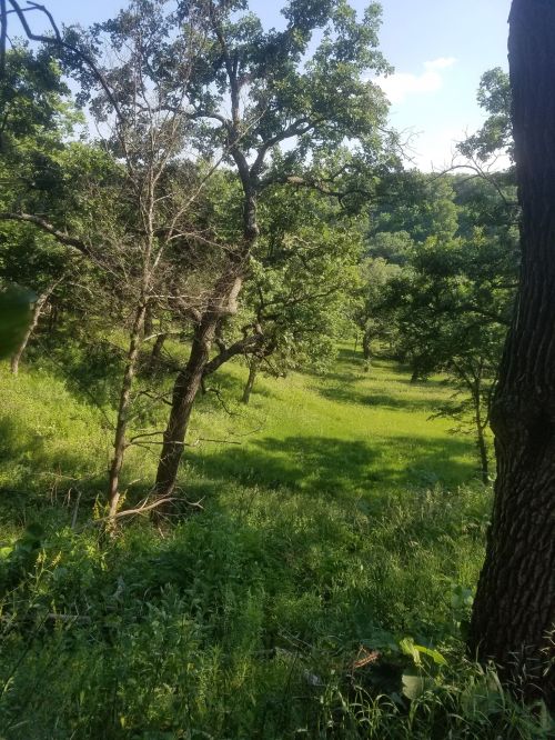 Lush green landscape with trees and a grassy valley under a clear blue sky.