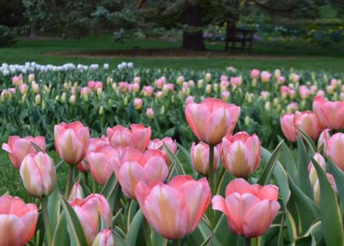 A vibrant field of pink and white tulips in full bloom, surrounded by lush green grass and trees in the background.