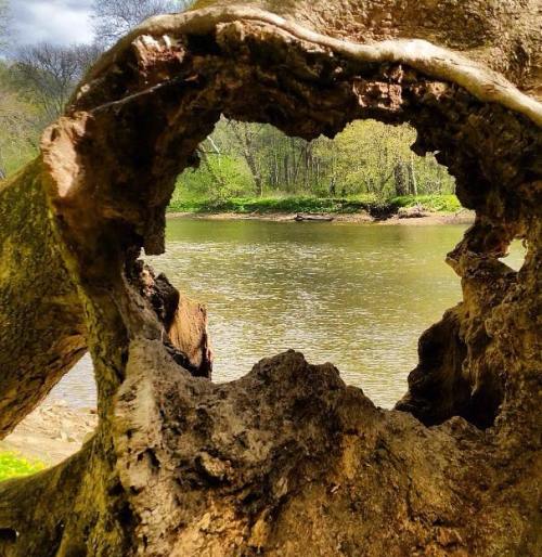 A view through a tree trunk hollow, framing a serene river and lush greenery in the background.