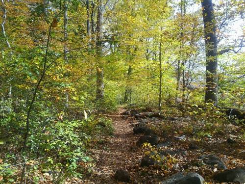 A serene forest path surrounded by vibrant autumn foliage and scattered rocks.