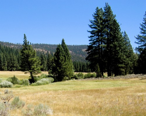 A serene landscape featuring tall pine trees and a grassy meadow under a clear blue sky.