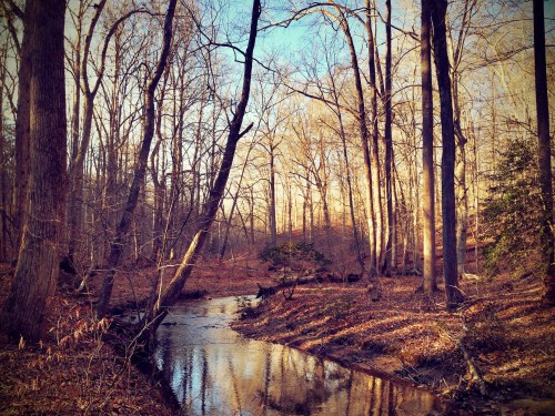 A serene forest scene with bare trees and a gently flowing creek, illuminated by soft sunlight.
