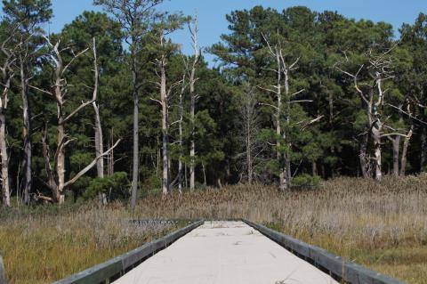 A wooden boardwalk leads through a grassy area, surrounded by tall trees and a clear blue sky.