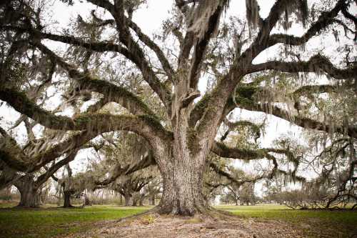 A large, sprawling oak tree draped in Spanish moss, surrounded by a grassy area and other trees in the background.