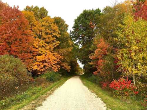 A gravel path surrounded by vibrant autumn trees in shades of orange, red, and yellow.