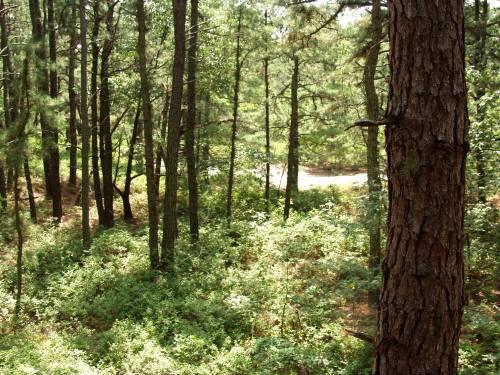 A dense forest with tall trees and lush green underbrush, sunlight filtering through the leaves.
