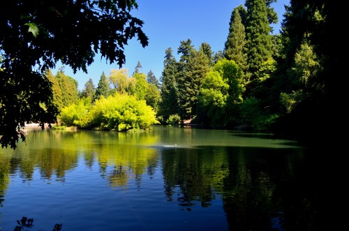 A serene pond surrounded by lush green trees under a clear blue sky, reflecting the vibrant foliage.