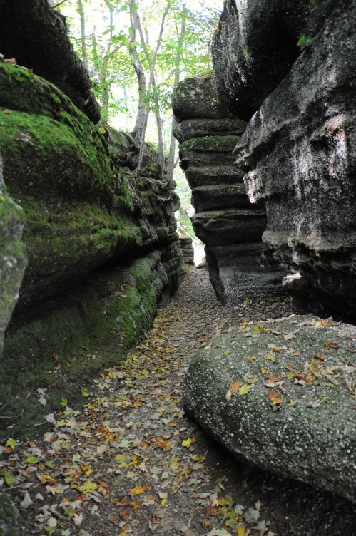 A narrow, moss-covered rock canyon with trees above and scattered leaves on the ground.