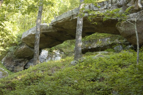 A natural stone bridge supported by trees, surrounded by lush greenery and rocky terrain.
