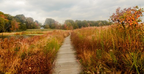 A wooden path winds through tall grasses and autumn foliage under a cloudy sky.