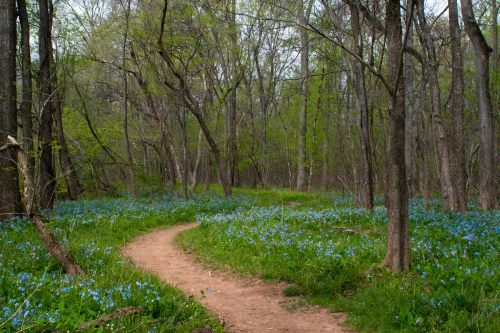 A winding dirt path through a forest filled with vibrant blue flowers and lush green foliage.