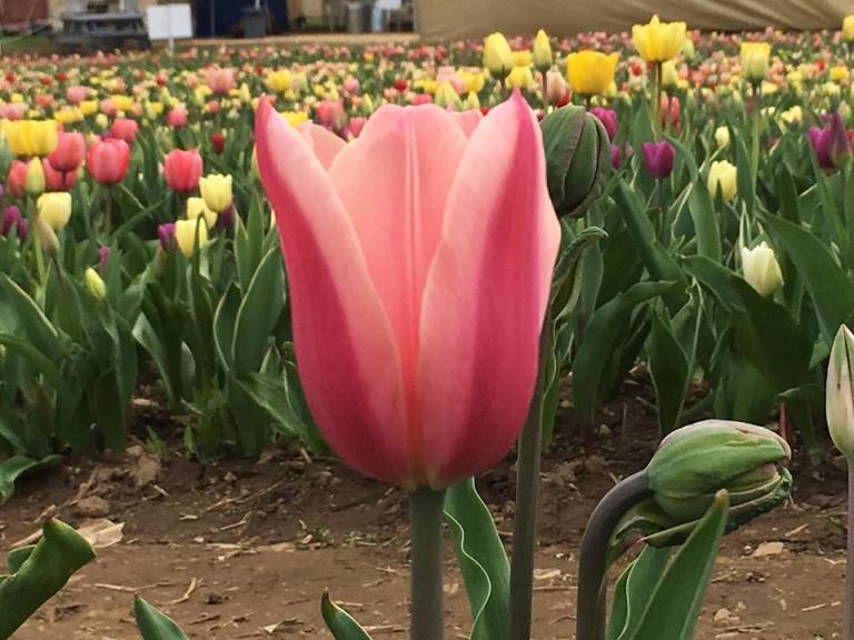 A Sea Of Petals, Painted By Nature