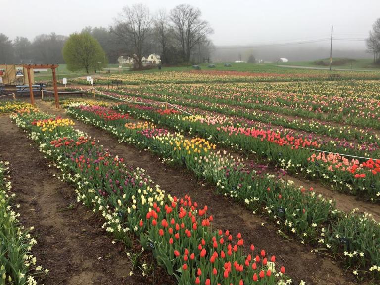 Picking Tulips And Making Memories