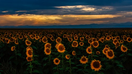 A vibrant field of sunflowers under a dramatic sunset sky with clouds and distant mountains.