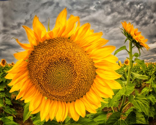 A vibrant sunflower stands tall against a cloudy sky, surrounded by a field of sunflowers.