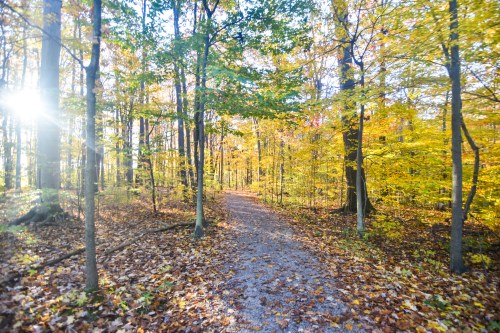 A sunlit forest path surrounded by trees with vibrant autumn leaves and a carpet of fallen leaves on the ground.