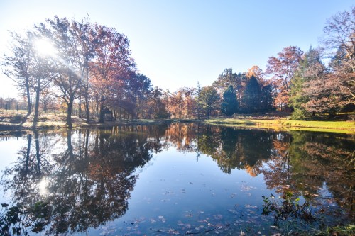 A serene pond reflecting autumn trees and a clear blue sky, with sunlight filtering through the branches.