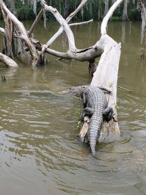 An alligator rests on a fallen tree in a calm, greenish waterway surrounded by trees and moss.