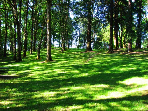 A lush green park with tall trees casting shadows on a grassy hillside.