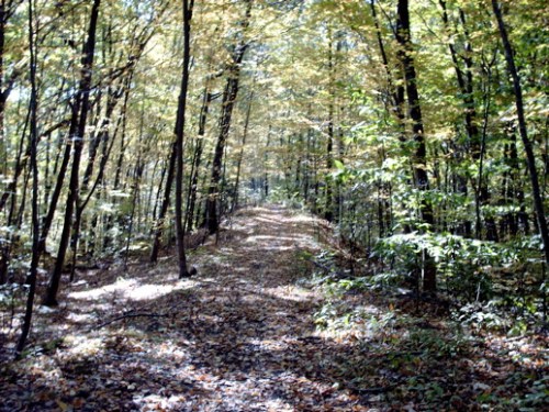 A serene forest path lined with trees, showcasing vibrant autumn foliage and a carpet of fallen leaves.
