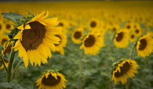 A vibrant field of sunflowers in full bloom, with one sunflower prominently in focus in the foreground.