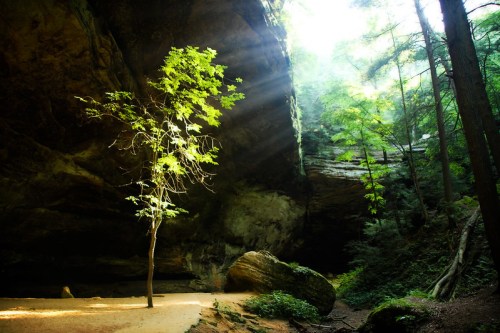 A solitary tree stands in a sunlit cave, surrounded by lush greenery and rocky formations. Rays of light filter through.