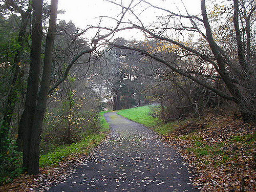 A winding path through a wooded area, lined with trees and scattered autumn leaves.