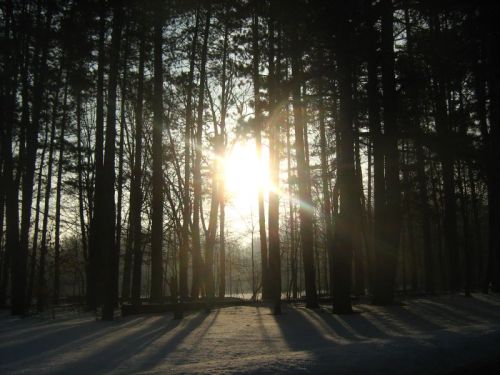 Sunlight filters through tall trees in a snowy forest, casting long shadows on the ground.