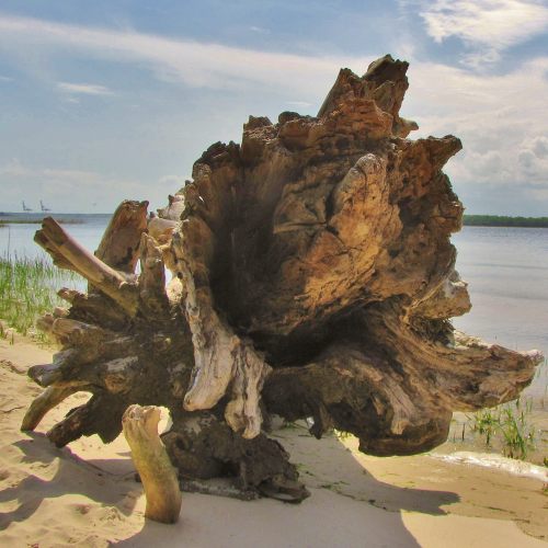 A large, weathered tree stump rests on a sandy shore, with water and greenery in the background under a blue sky.