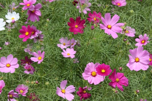 A vibrant field of pink and white cosmos flowers surrounded by lush green foliage.
