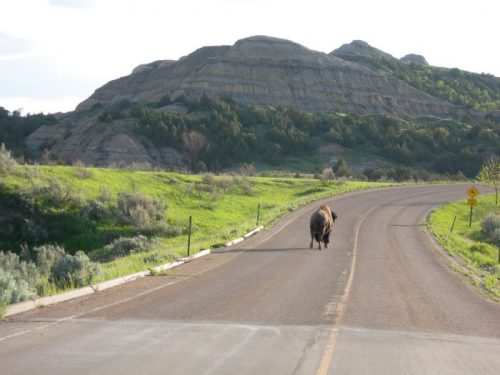 A bison walks along a winding road with green hills and rocky formations in the background.