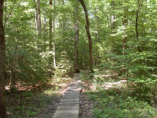 A wooden path winding through a lush green forest with tall trees and dense foliage.