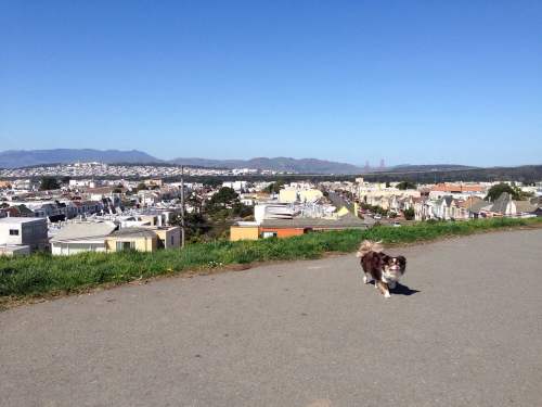 A small dog walks along a path with a panoramic view of a city and mountains in the background under a clear blue sky.
