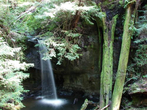 A serene forest scene featuring a small waterfall cascading over rocks, surrounded by lush greenery and moss-covered trees.