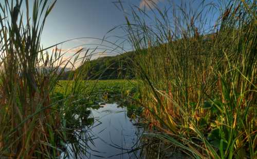 A serene waterway surrounded by tall grasses and lush greenery under a clear sky.